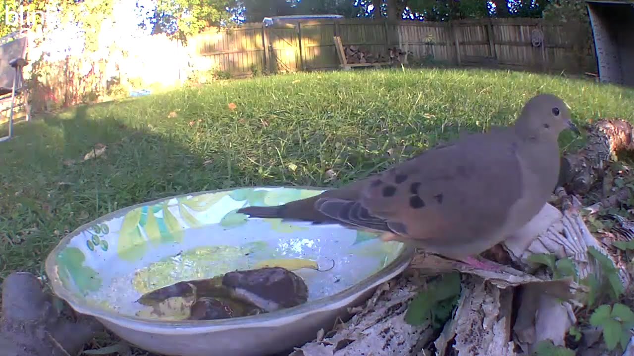 2024 October Backyard Critters
