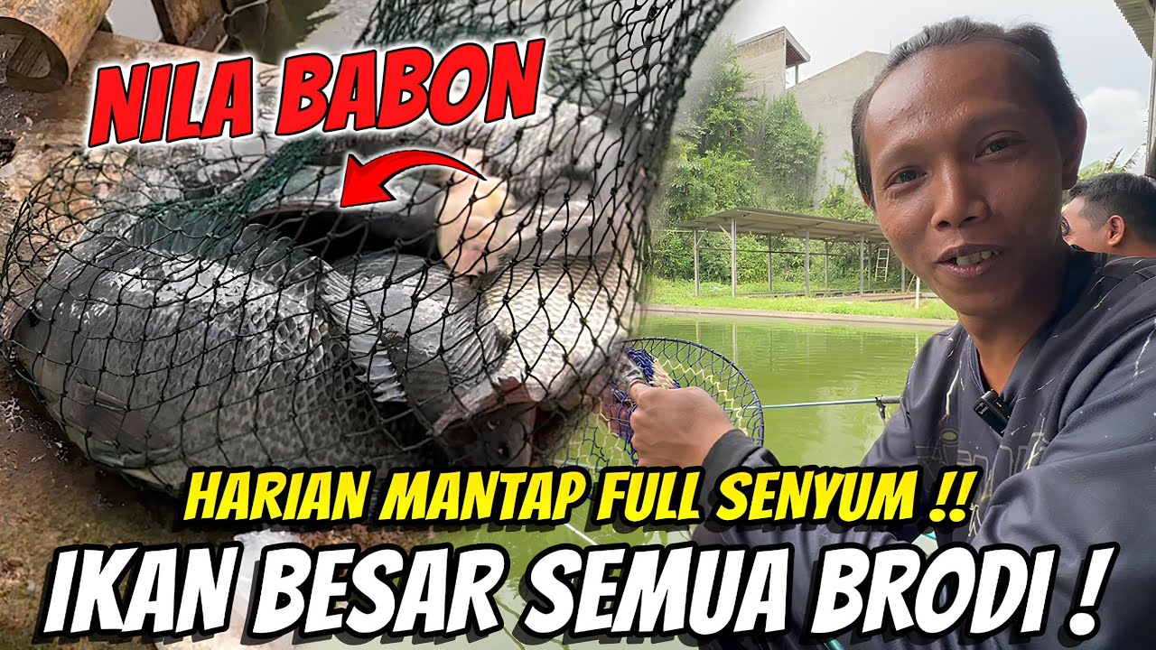 CEKLOK TERNENEN!!! NILA NYA GEDE GEDE GAES!!TIKET BPJS IKAN OVERSIZE!!