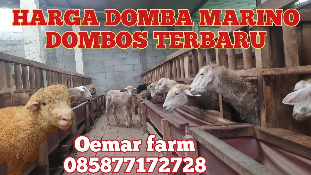 HARGA DOMBA MARINO DOMBOS TERBARU