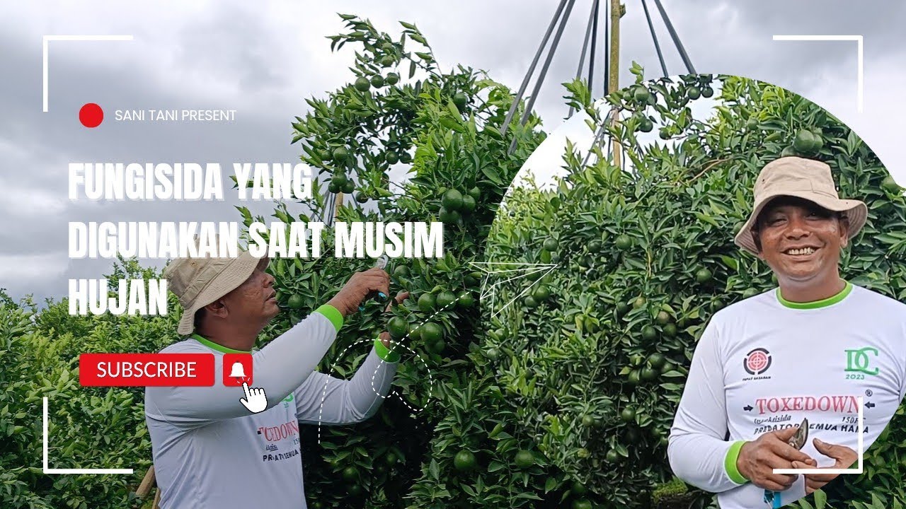FUNGISIDA YANG DIGUNAKAN SAAT MUSIM HUJAN