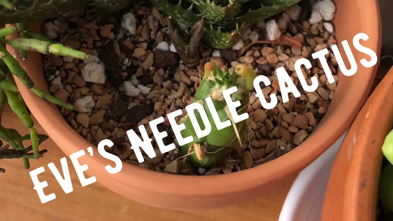 Staring: Eve&rsquo;s Needle or Gumby Cactus