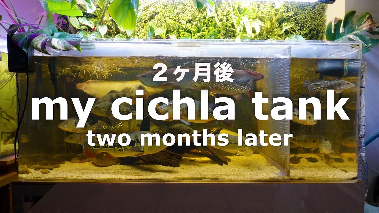 my cichla tank (two months later) 2025.12.9 no music & no narration