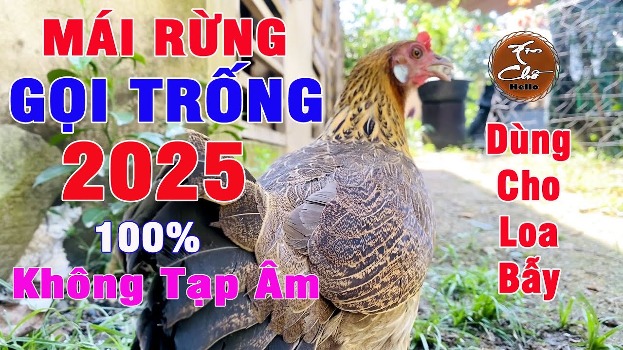 Mái rừng gọi trống 2025 || File Mái rừng mồi cực êm, rõ, không tạp âm, dùng cho loa bẫy || 92 Vlog