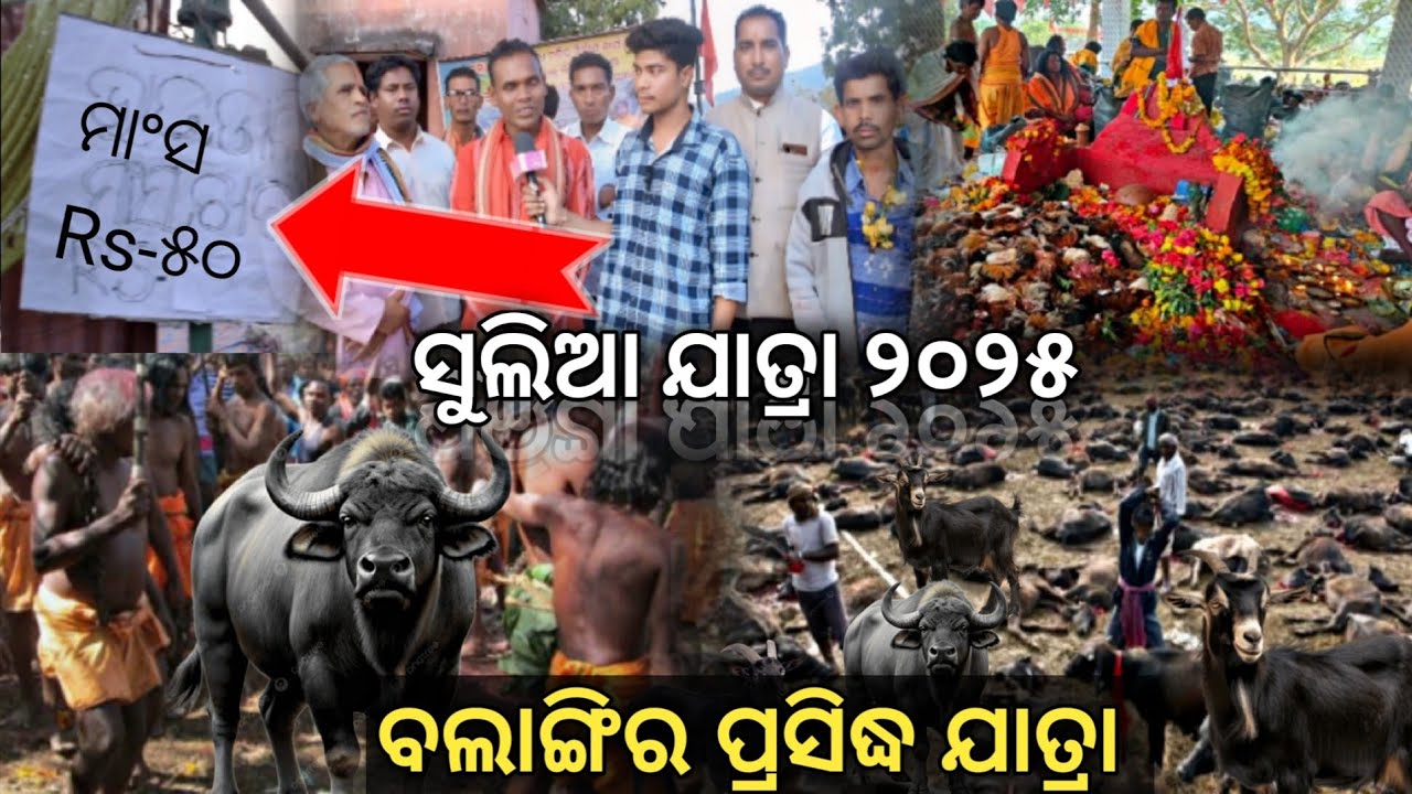 Sulia Jatra 2025 | Sulia jatra live 2025 | Sulia jatra balangir | Khairgura Sulia jatra