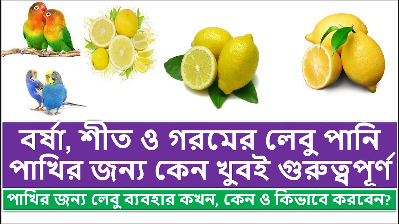 বর্ষা, শীত ও গরমে পাখির জন্য লেবু ব্যবহার ll Use Lemon for Bajrigar,Love Bird, Cockatiel, Mynah Bird