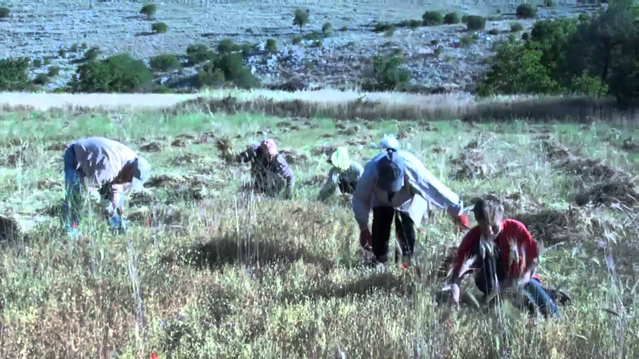 Σπορα -  βγαλσιμο -  Αλωνισμα -  Φακης  ΕΓΚΛΟΥΒΗΣ ΛΕΥΚΑΔΑΣ 2 - 7 - 2013