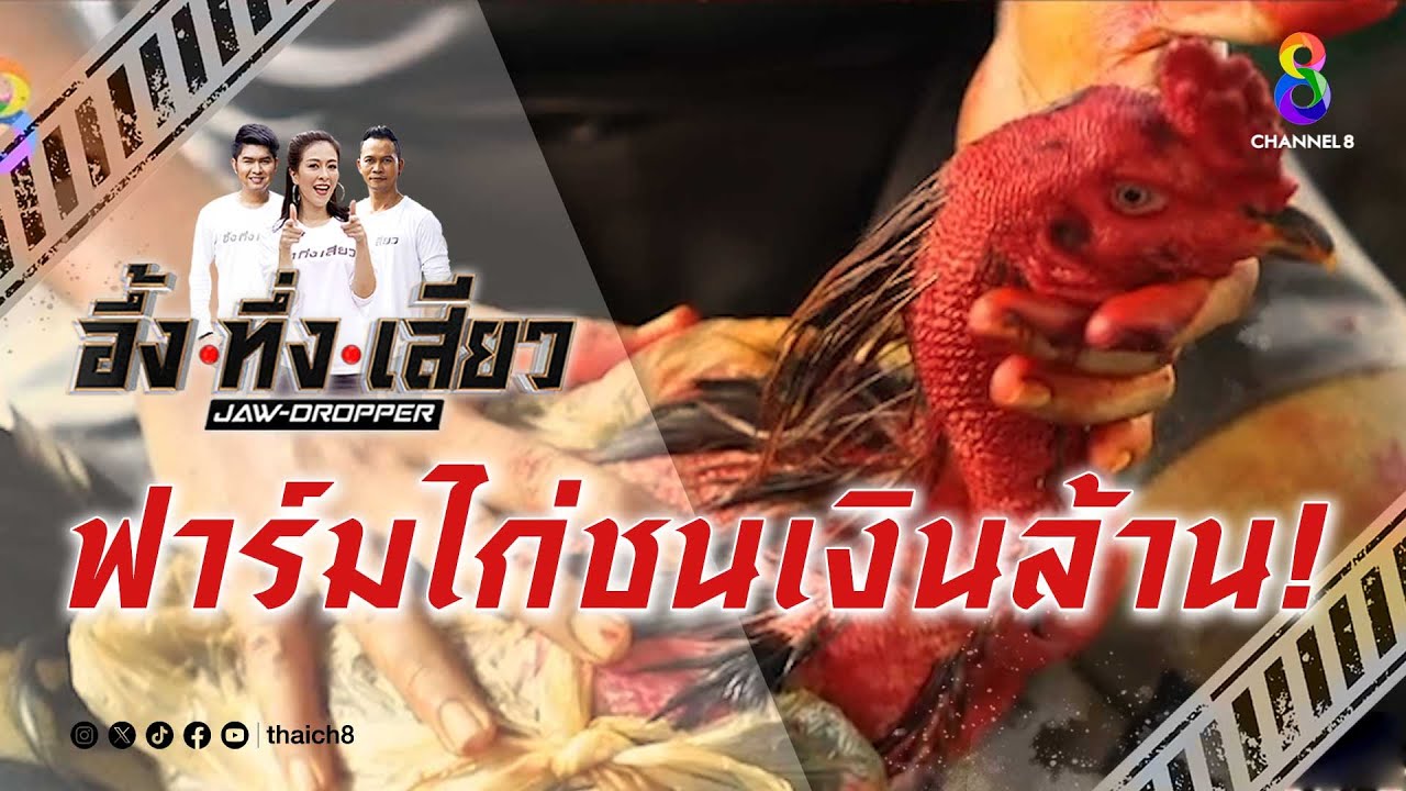 ฟาร์มไก่ชนเงินล้าน! | อึ้ง ทึ่ง เสียว