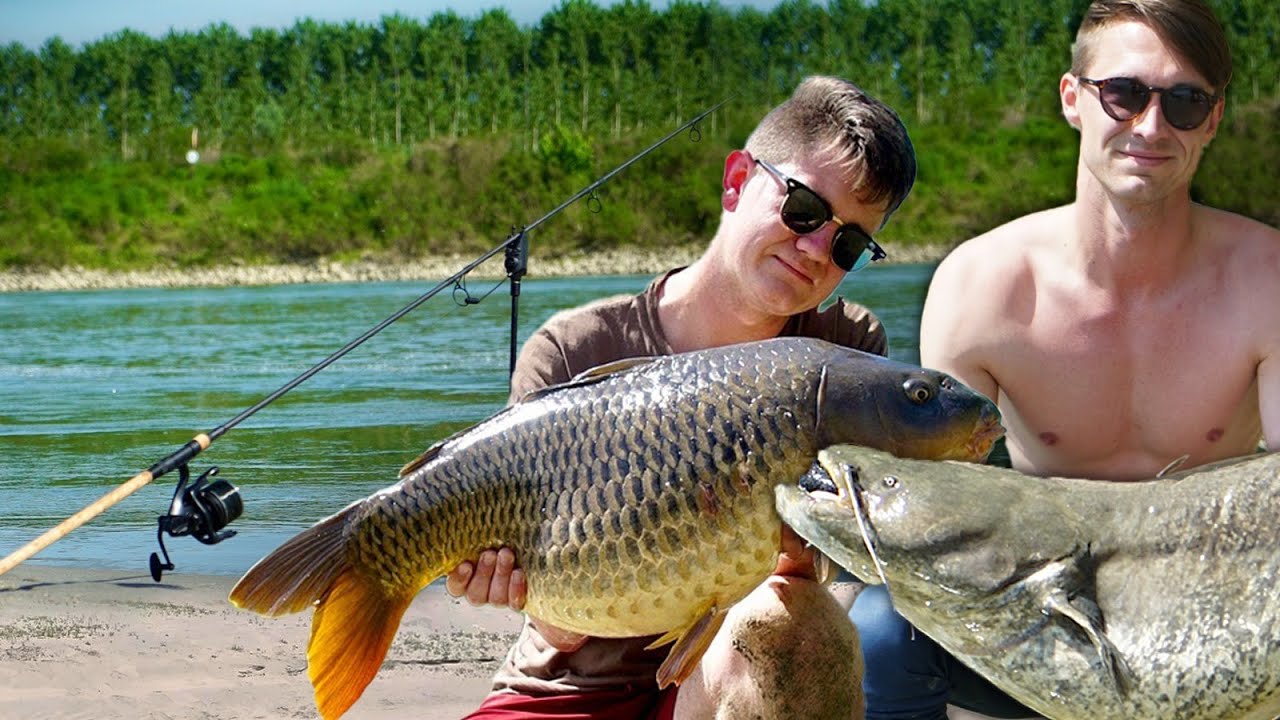 Frühjahrsangeln am Fluss - Karpfen und Waller am Po Italien