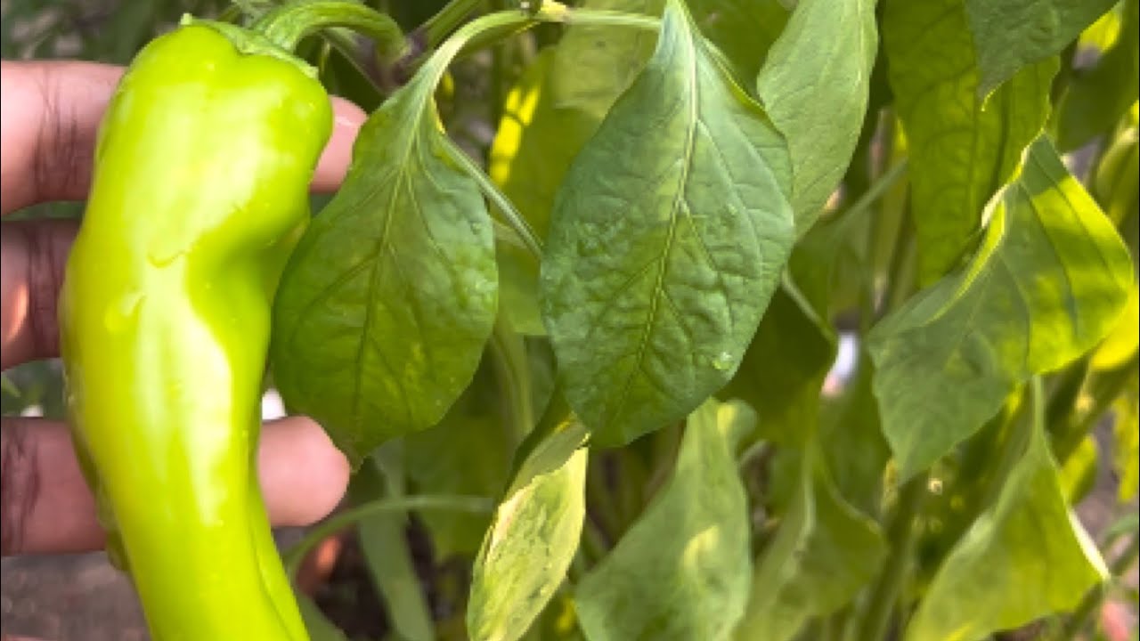 Italian Sweet Pepper | Golden Greek Pepper | Tuscan Pepper | Friggitello