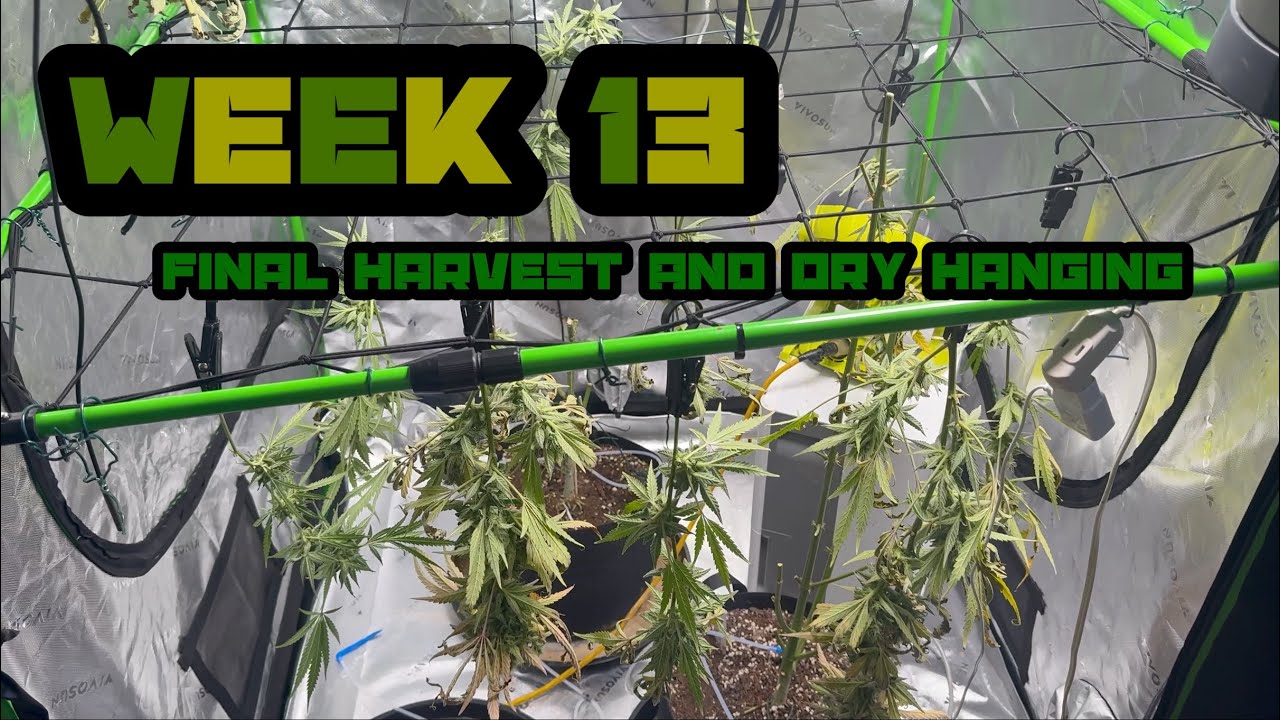 Week 13 Sour Diesel Harvest and Hang Drying