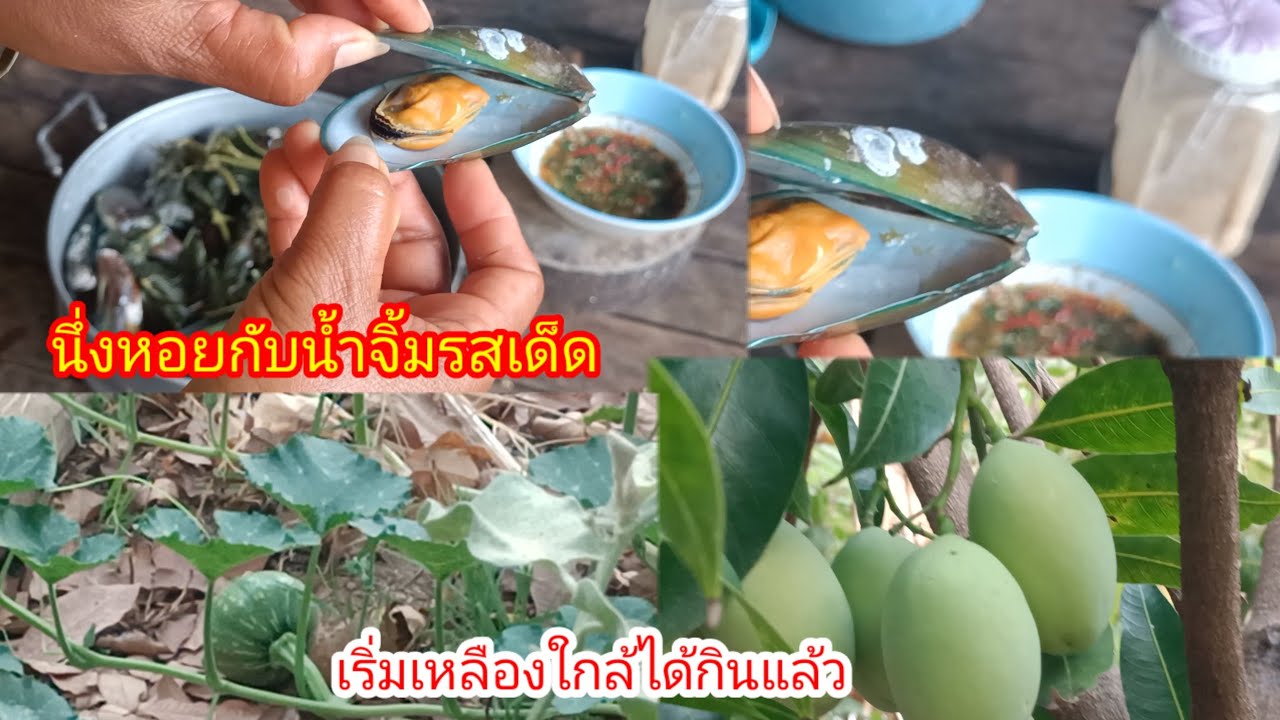 ทำนํ้าจิ้มรสเด็ดนึ่งหอยแมลงภู่!!มะยงชิดจะสุกแล้ว!!ฝนลงเม็ด