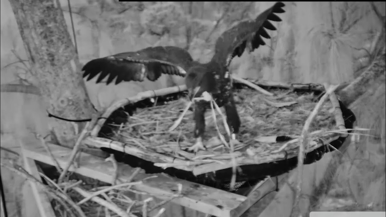 Small eaglet practice hard before fladge | Dade County Eagle | Mar 9, 26