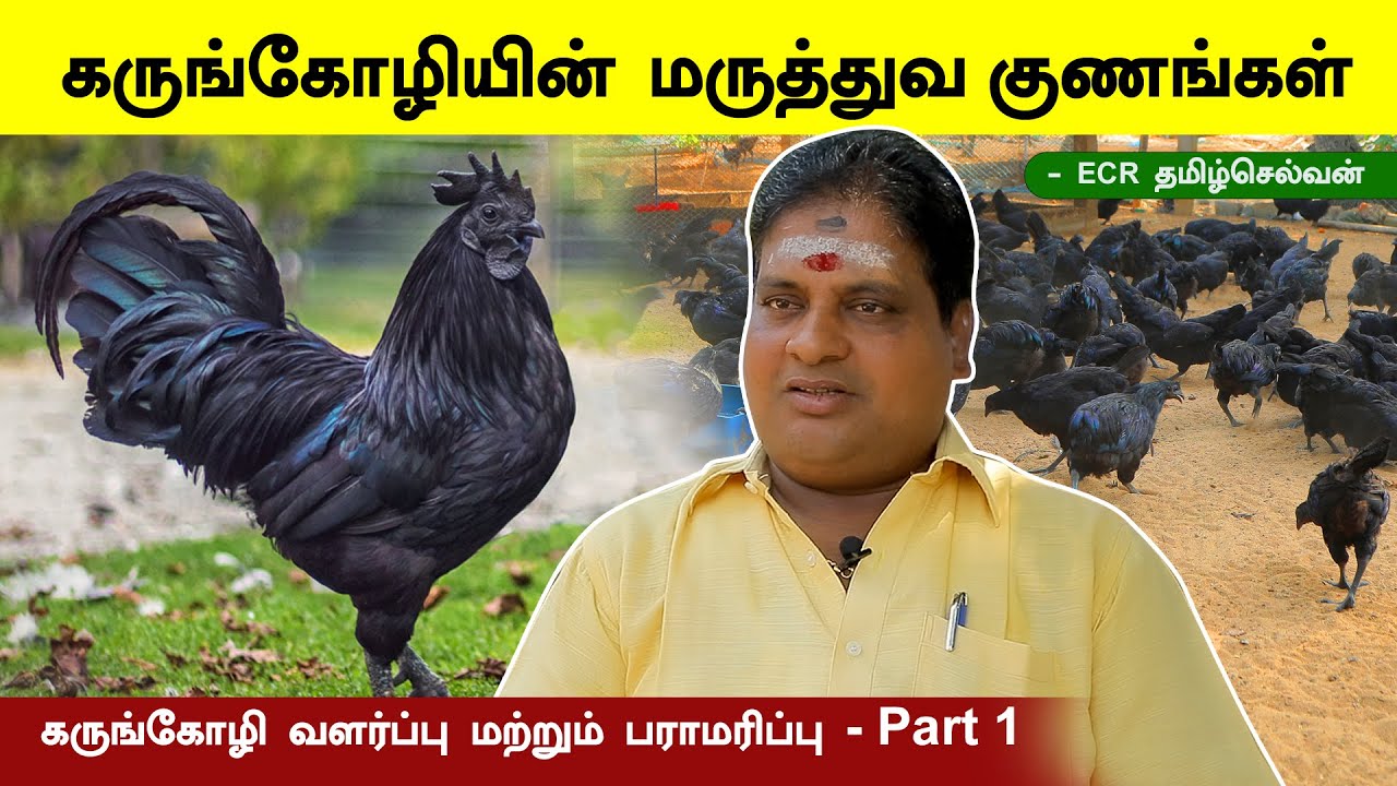 கருங்கோழி வளர்ப்பு மற்றும் பராமரிப்பு  -ECR தமிழ்செல்வன் - Part 1 | kadaknath Chicken Farm