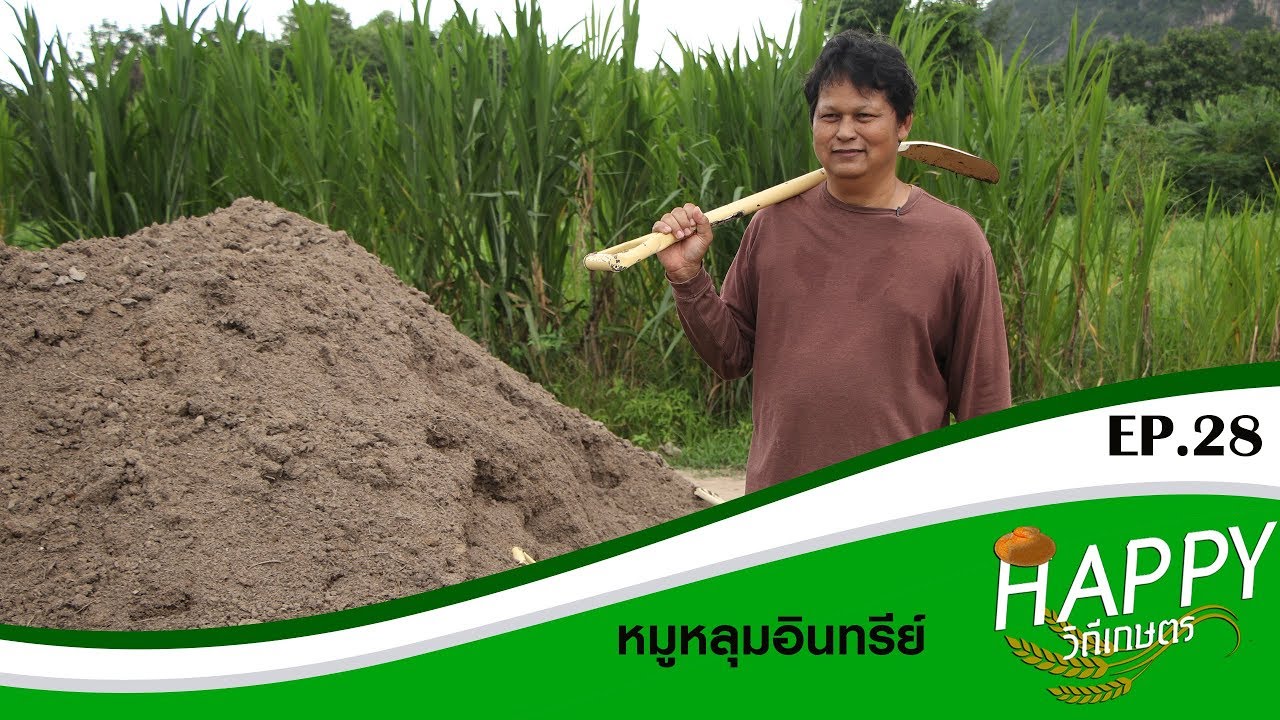 Happy วิถีเกษตร EP.28  หมูหลุมอินทรีย์