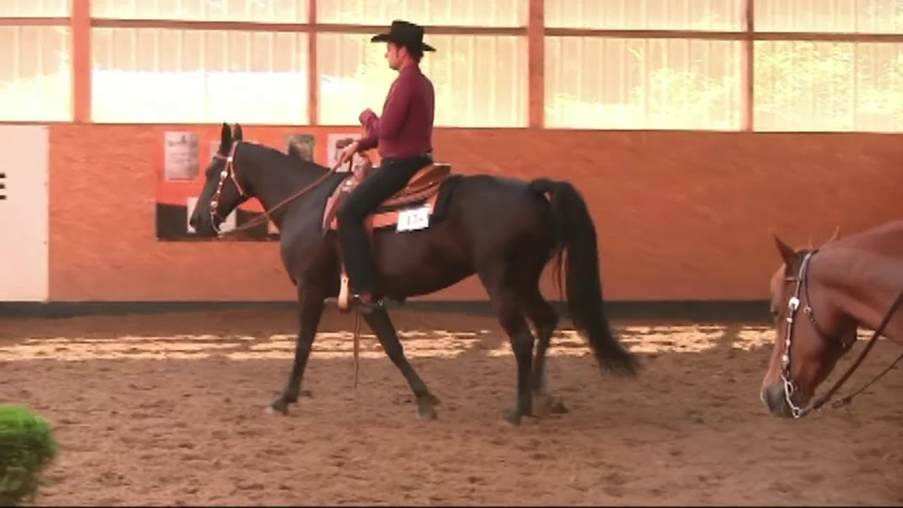 Missouri Fox Trotter - EMFTHA High Point Turnier 2012 Western- Pleasure Final