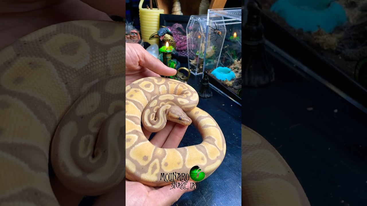 Banana #ballpython #molinarosnakelab #snakebreeder #ballpythonbreeder #royalpython #reptile #pokemon
