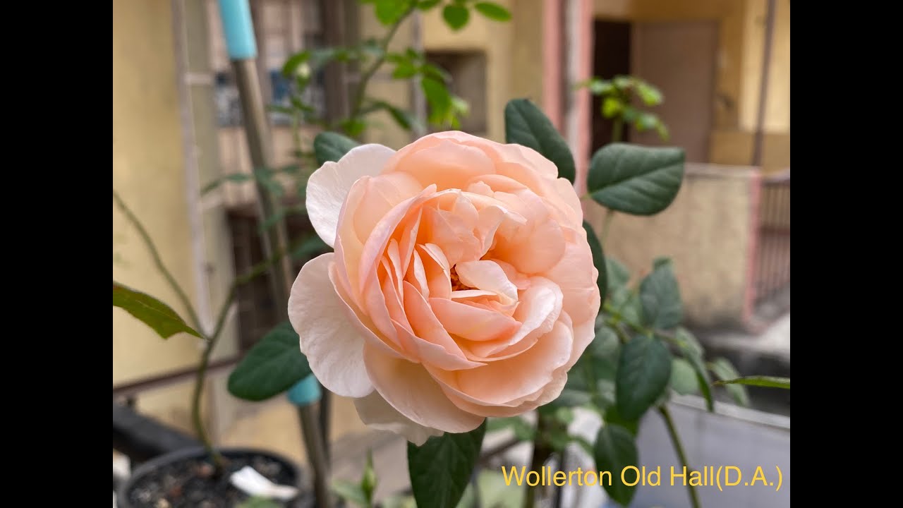 David Austin: Wollerton Old Hall or Heritage Rose, India
