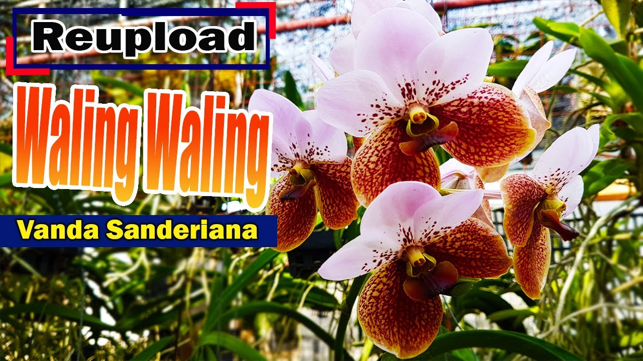 Vanda sanderiana | Waling waling