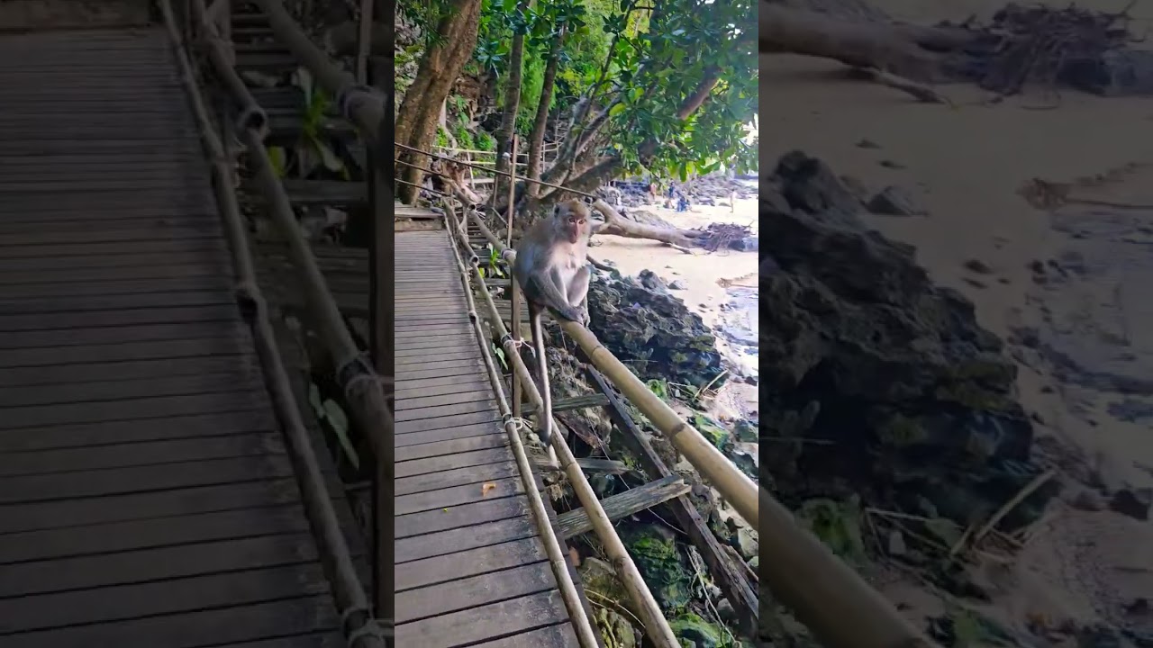 Monkey trail, Aonang, Krabi, Thailand