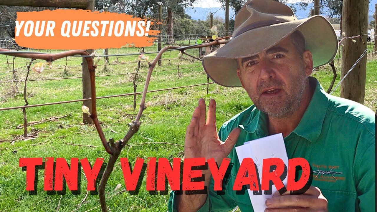 Your Questions Answered! Small Farm Vineyard