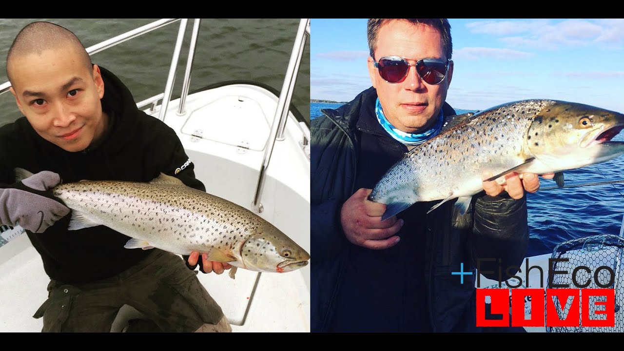 LIVEfiske efter havsöring med Sundbybergs Sportfiske!
