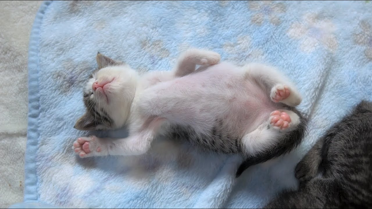 何をしても起きない子猫