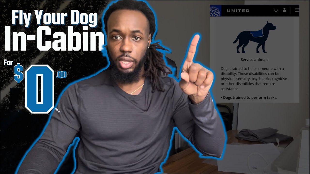 How to Fly your dog in-cabin in 2024 | Kelvin Deveaux