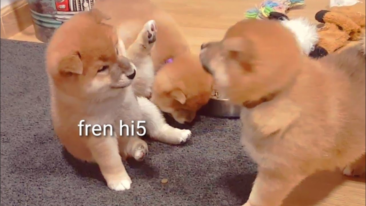 my necc my becc, why de potats r cute as hecc?