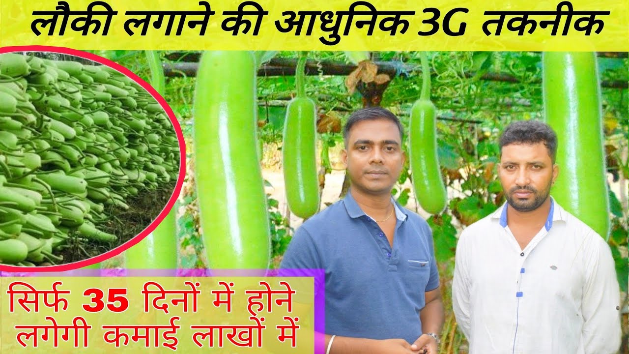 Off season farming😳, लौकी की खेती, Bottle Gourd farming 3G technic, Lauki ki unnat kheti, Ditesh