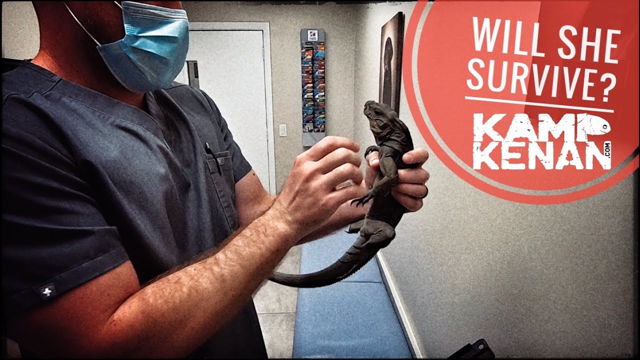 Fixing my Lizard's Broken Jaw