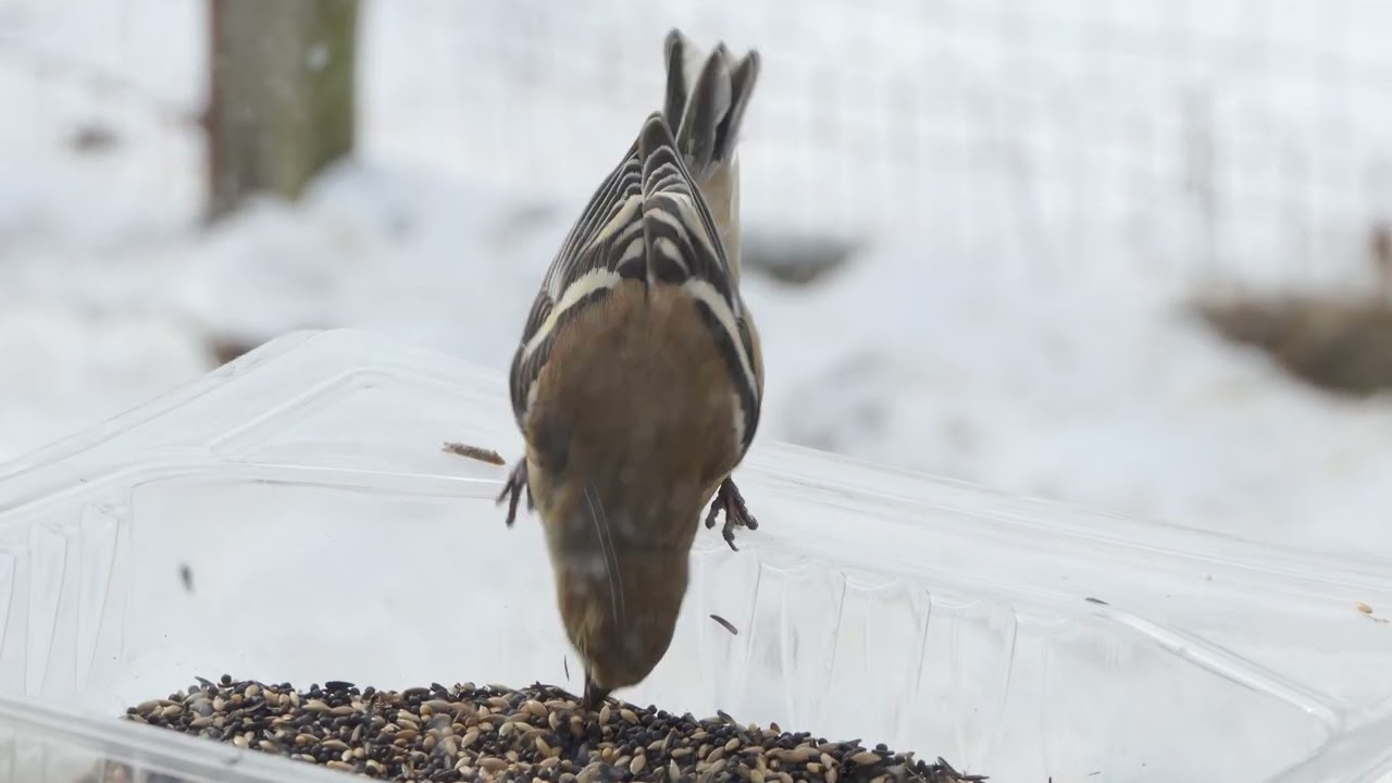 New Jersey State Bird