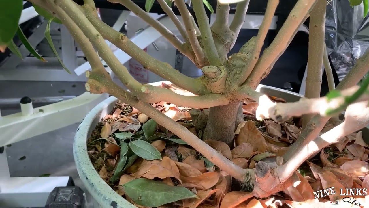 Night Blooming Jasmine, Cestrum Nocturnum update 2-9-2022