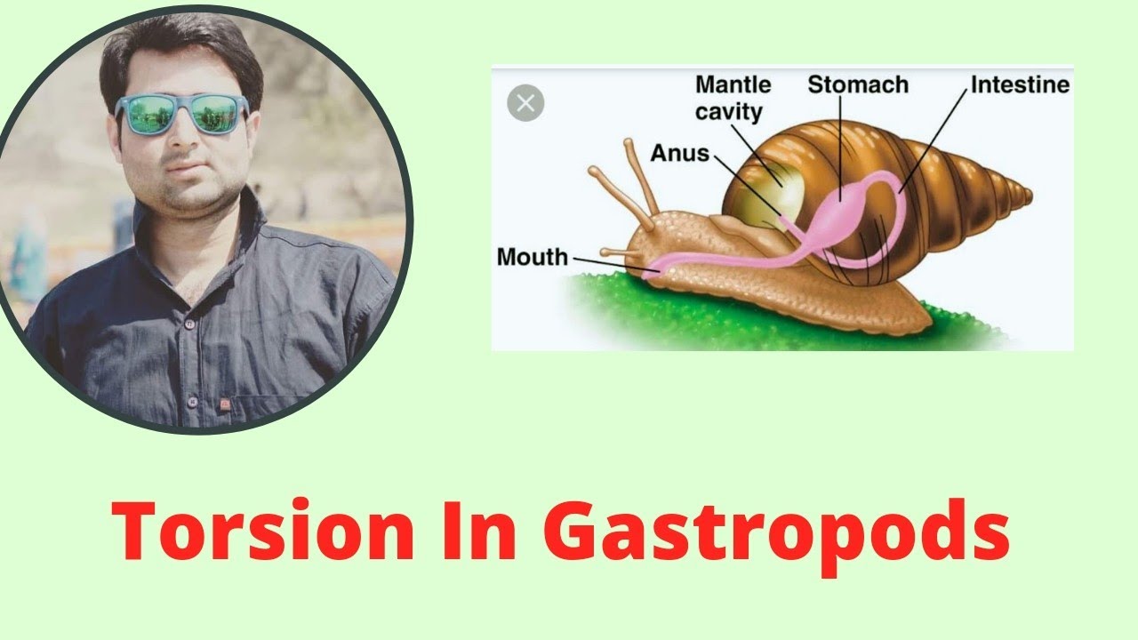 Torsion In Gastropods