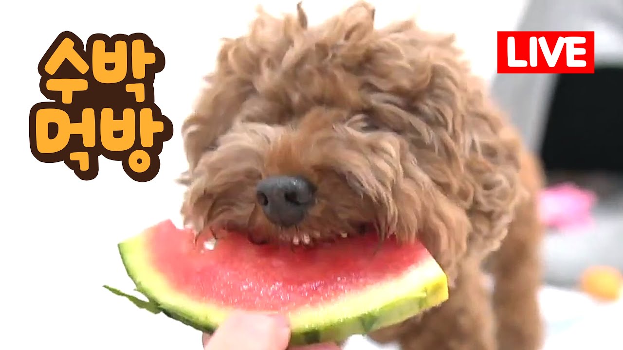 LIVE📺 여름 맞이 복수박 먹방