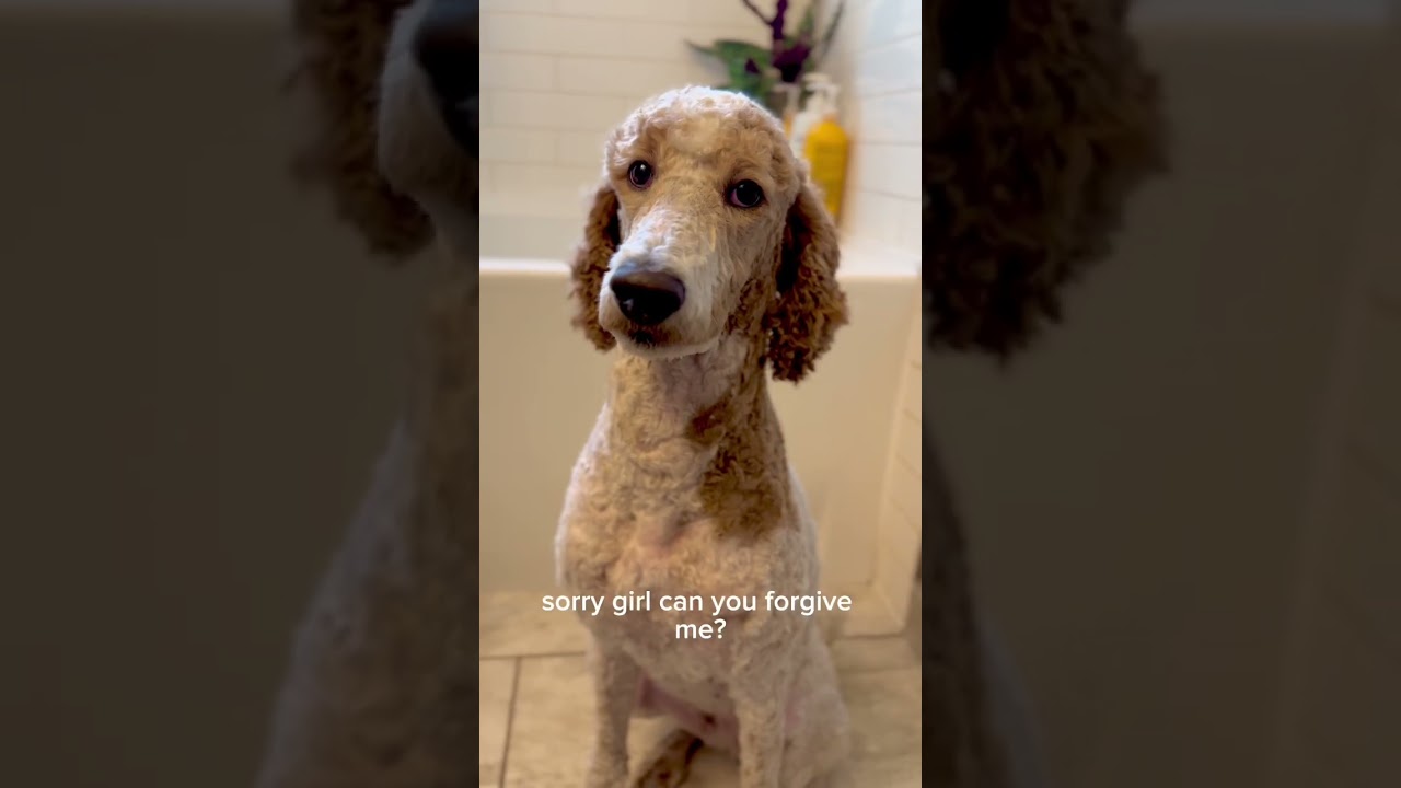 Will she forgive for this grooming? (standard poodle)