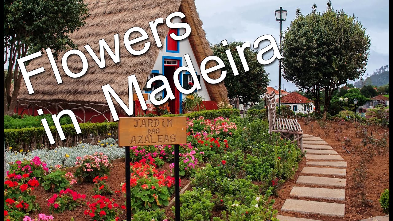 Flowers in Madeira / kukkia Madeiralla. 031.