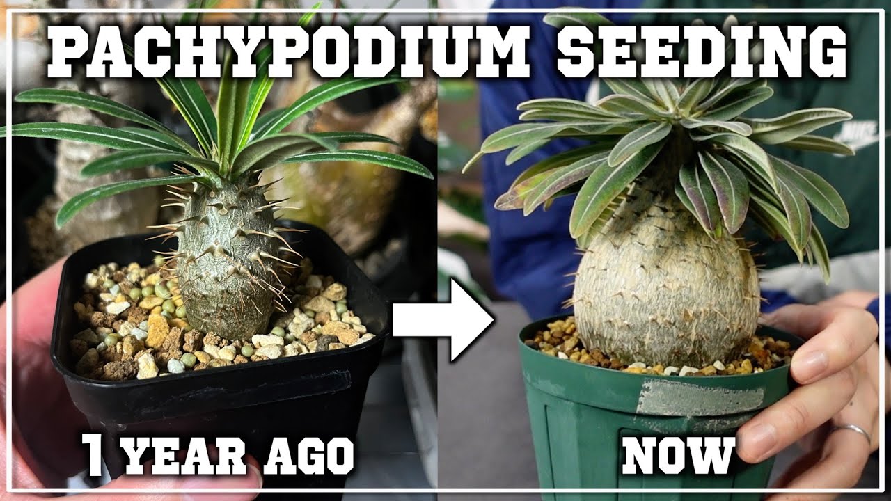 実生グラキリスの成長ブーストが楽しすぎる…｜pachypodium｜gracilius