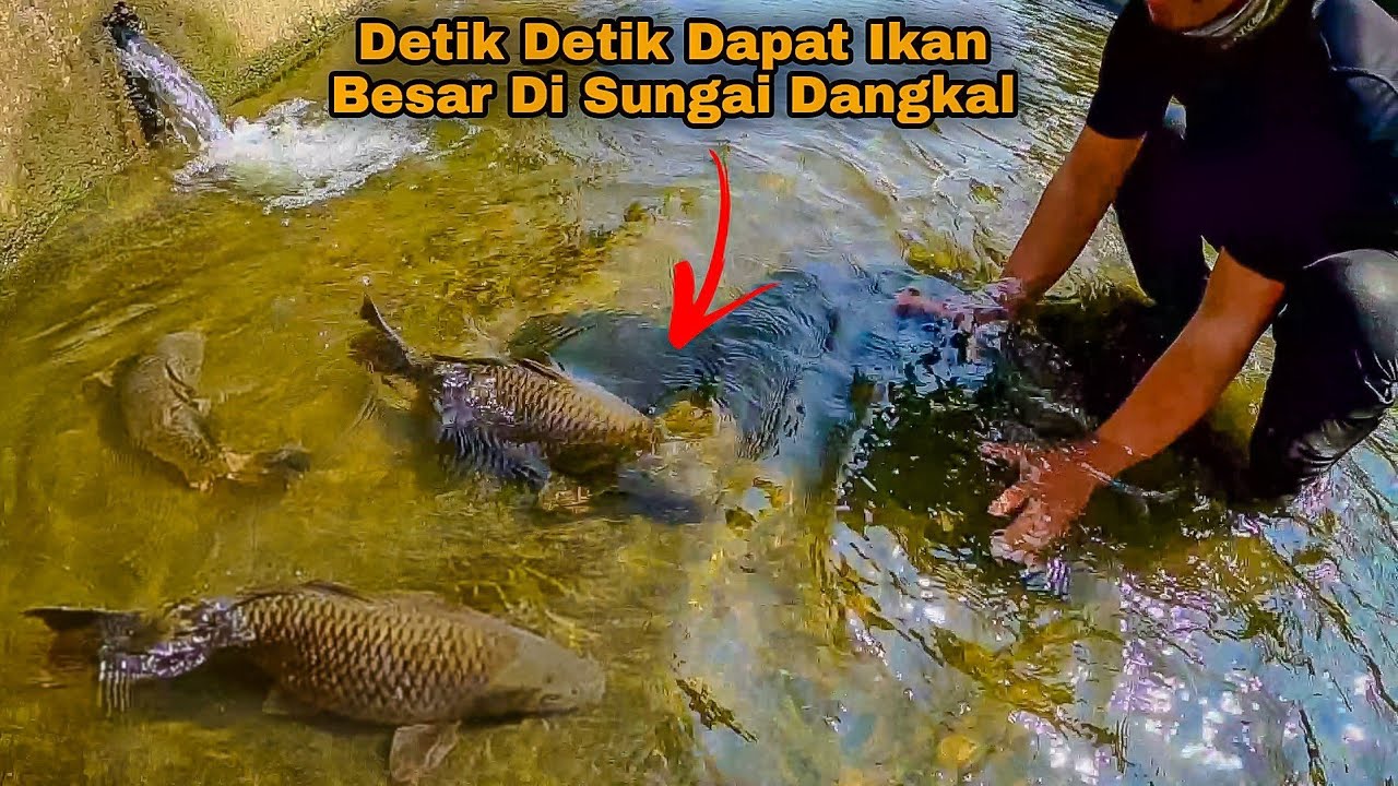 DETIK DETIK DAPAT IKAN BESAR DI SUNGAI DANGKAL || BERBURU IKAN DI SUNGAI TAIWAN