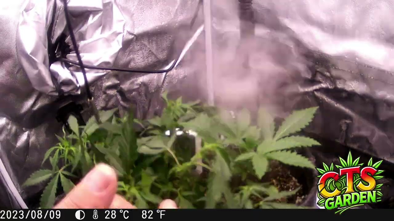 Sour Jealous - 420 Fast Buds
