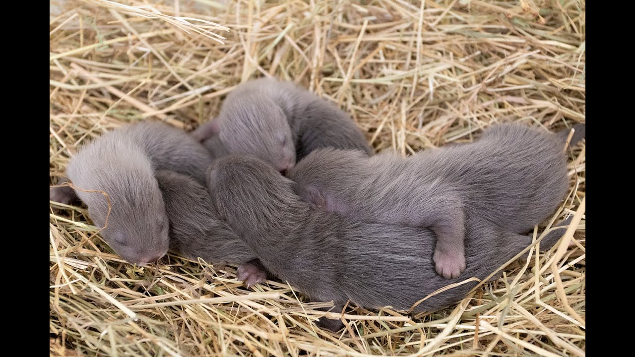 Naissance exceptionnelle de trois port&eacute;es de visons d'Europe dans les Deux-S&egrave;vres