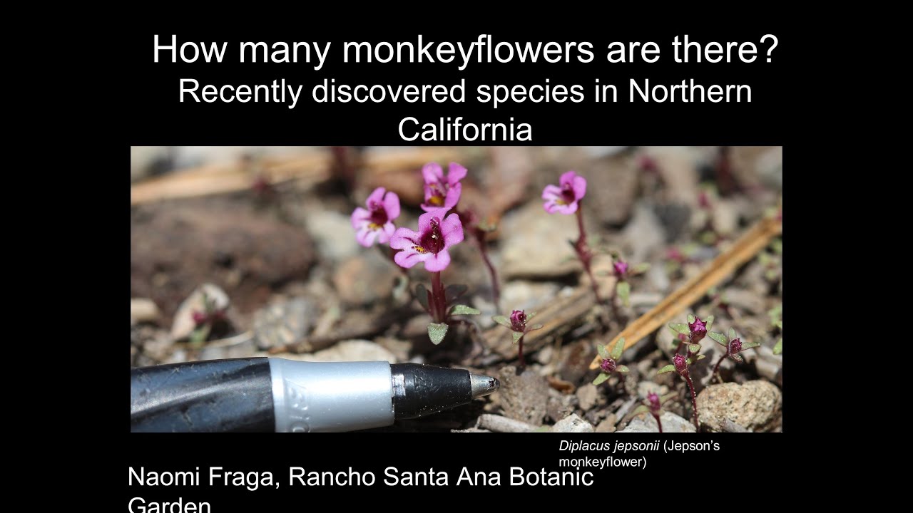 How many monkeyflowers are native to California?