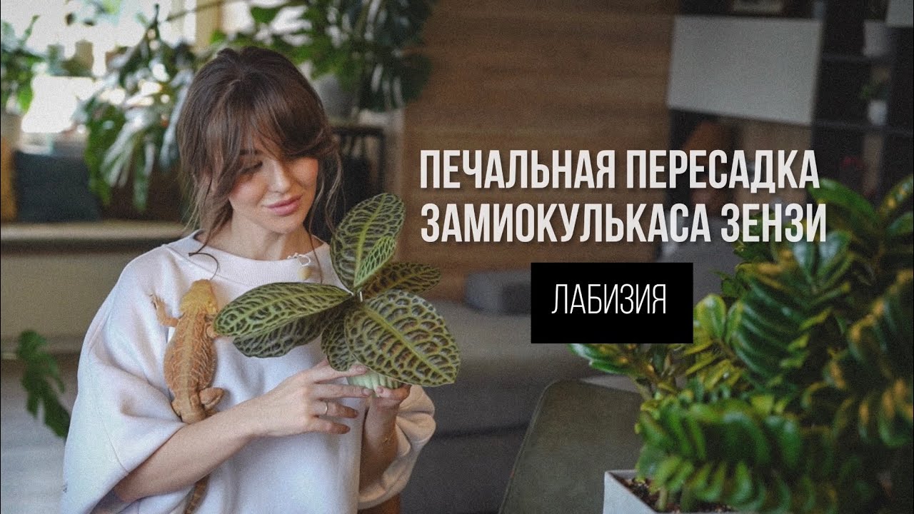СПАСАЕМ ЗЕНЗИ И ПОЛУЧАЕМ ПОДАРОК💔🪴 #комнатныерастения #пересадка #замиокулькас #лабизия #растения