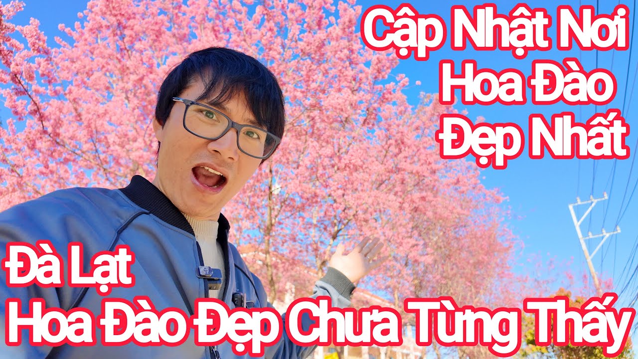 Đà Lạt Choáng Ngợp Hoa Đào Đẹp Nhất Từ Trước Đến Nay