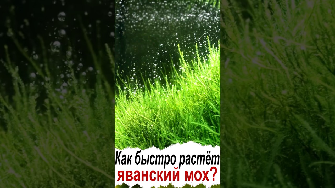 How fast does Java moss grow? #aquaflow #aquascape #aquaflorya #aquarium #javanmoss #mosses #moss