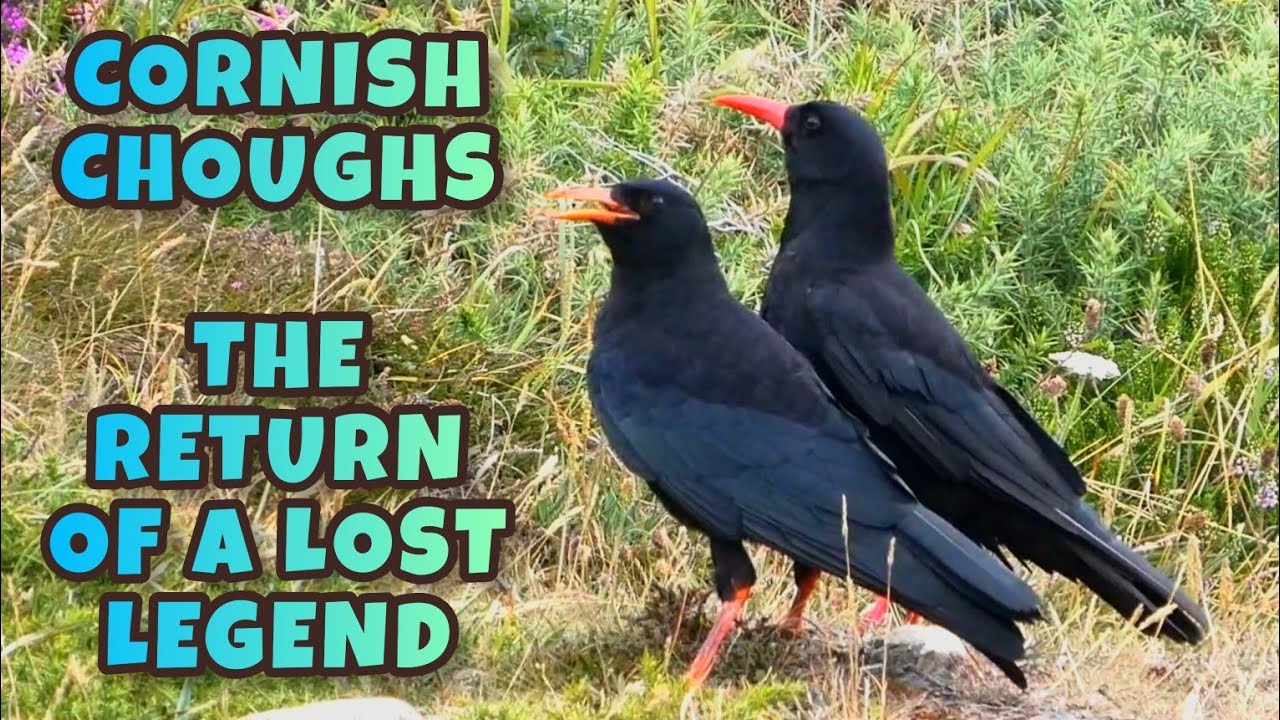 Cornish Choughs: The Return of a Lost Legend - Paloresow Kernewek