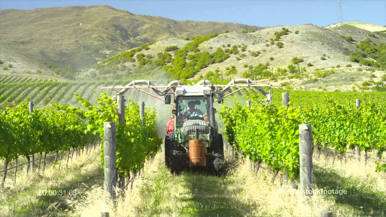 Tractor spraying grapevines SF2115