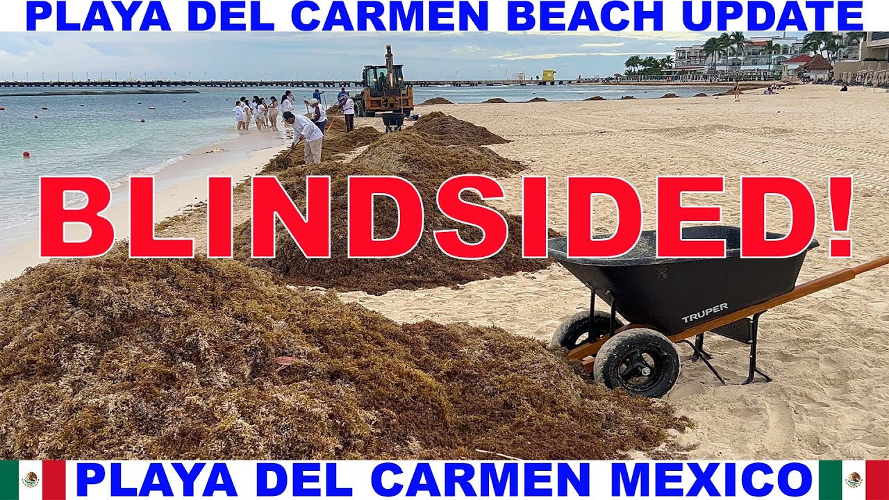 PLAYA DEL CARMEN MEXICO BEACH AND SEAWEED UPDATE -  BLINDSIDED BY THE AMOUNT OF SEAWEED! STINKS!