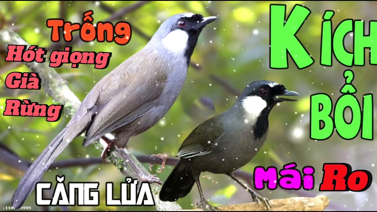 khướu mái ro ro kích trống nhanh căng lửa 🔥