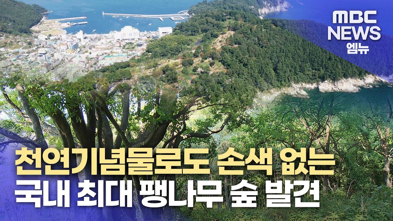 [단독] 국내 최대 팽나무 숲 발견 (2024.10.09/뉴스데스크/MBC경남)