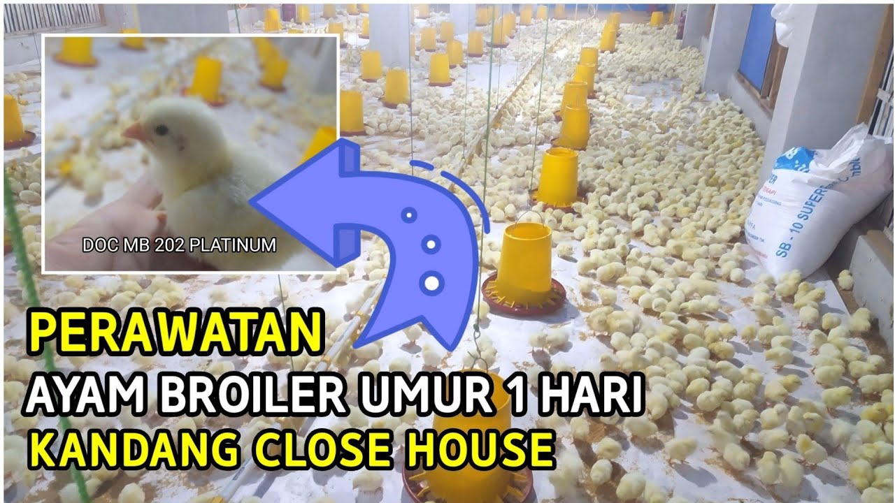 Perawatan ayam broiler umur 1 hari populasi 10.000 ekor - kandang close house